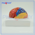 Medizinisches Gehirn-anatomisches Modell PNT-0612, Plastikgehirn-Modelle